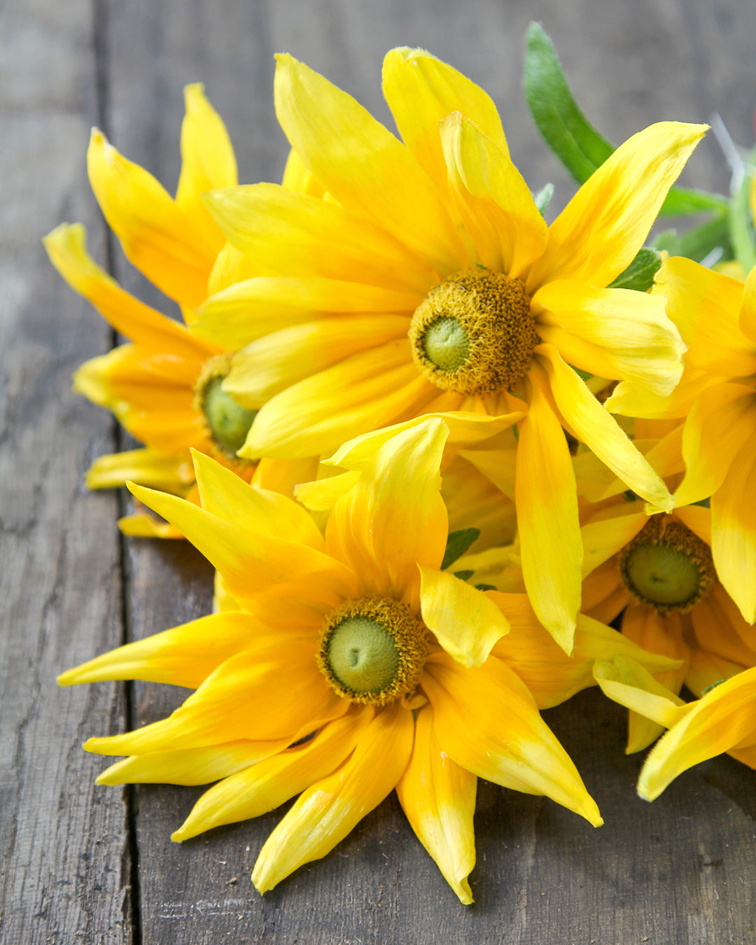 Bluehende Pflanze Rauer Sonnenhut - Rudbeckia hirta 'Prairie Sun' aus der Gartenzauber-Saatgutserie