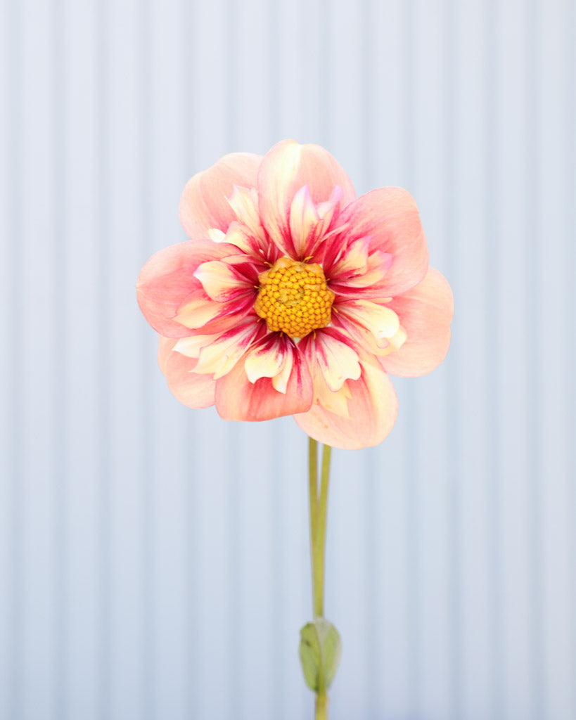 Dahlie · Rhubarb and Custard