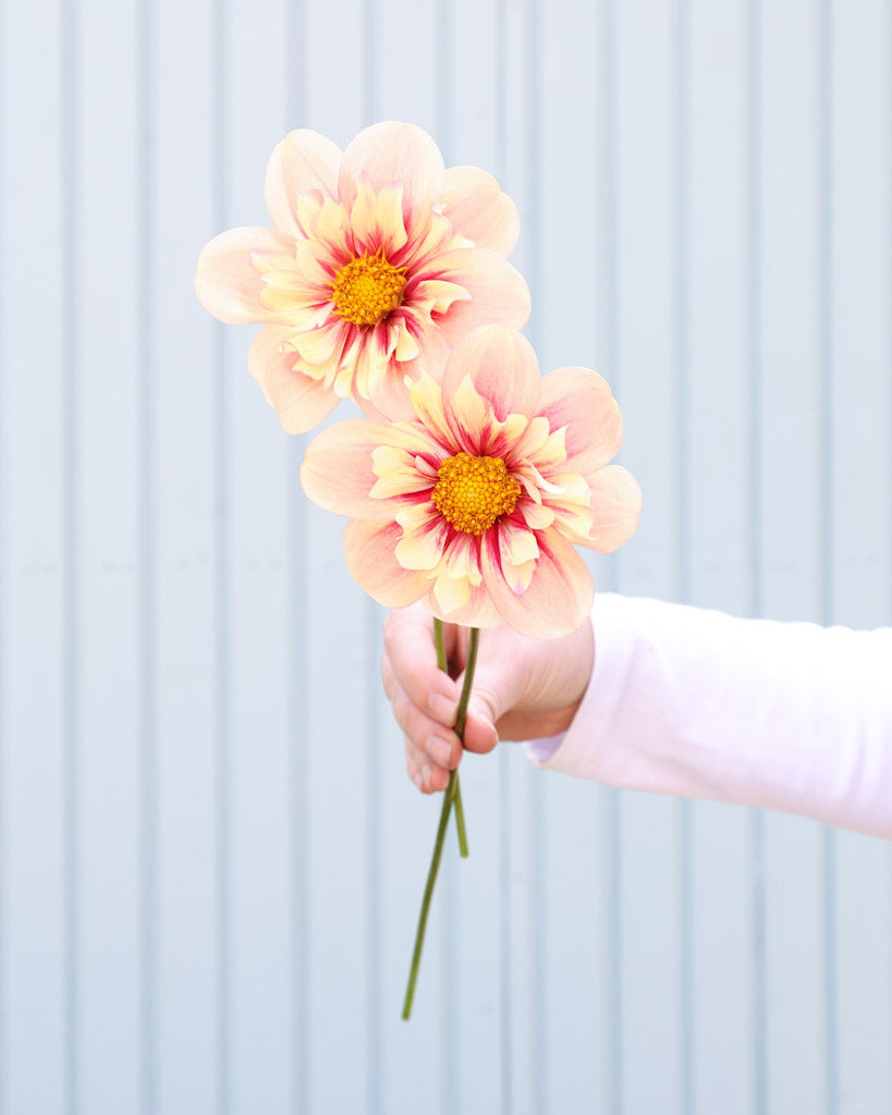 Dahlie · Rhubarb and Custard