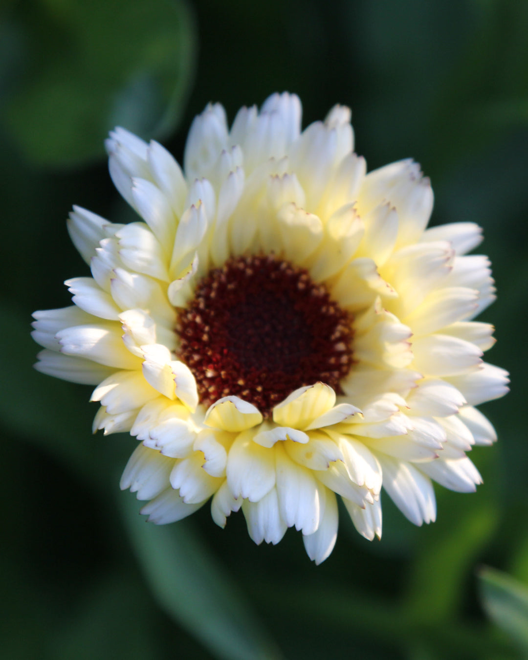 Bluehende Pflanze Ringelblume - Calendula officinalis `Ivory Princess`aus der Gartenzauber-Saatgutserie