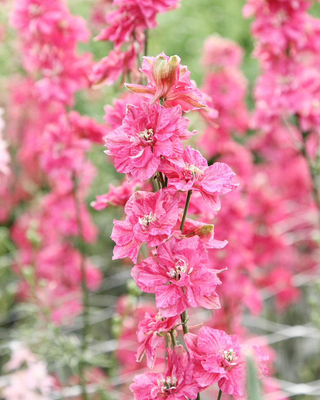 Bluehende Pflanze FELDRITTERSPORN - Delphinium consolida `QIS Carmine` aus der Gartenzauber-Saatgutserie