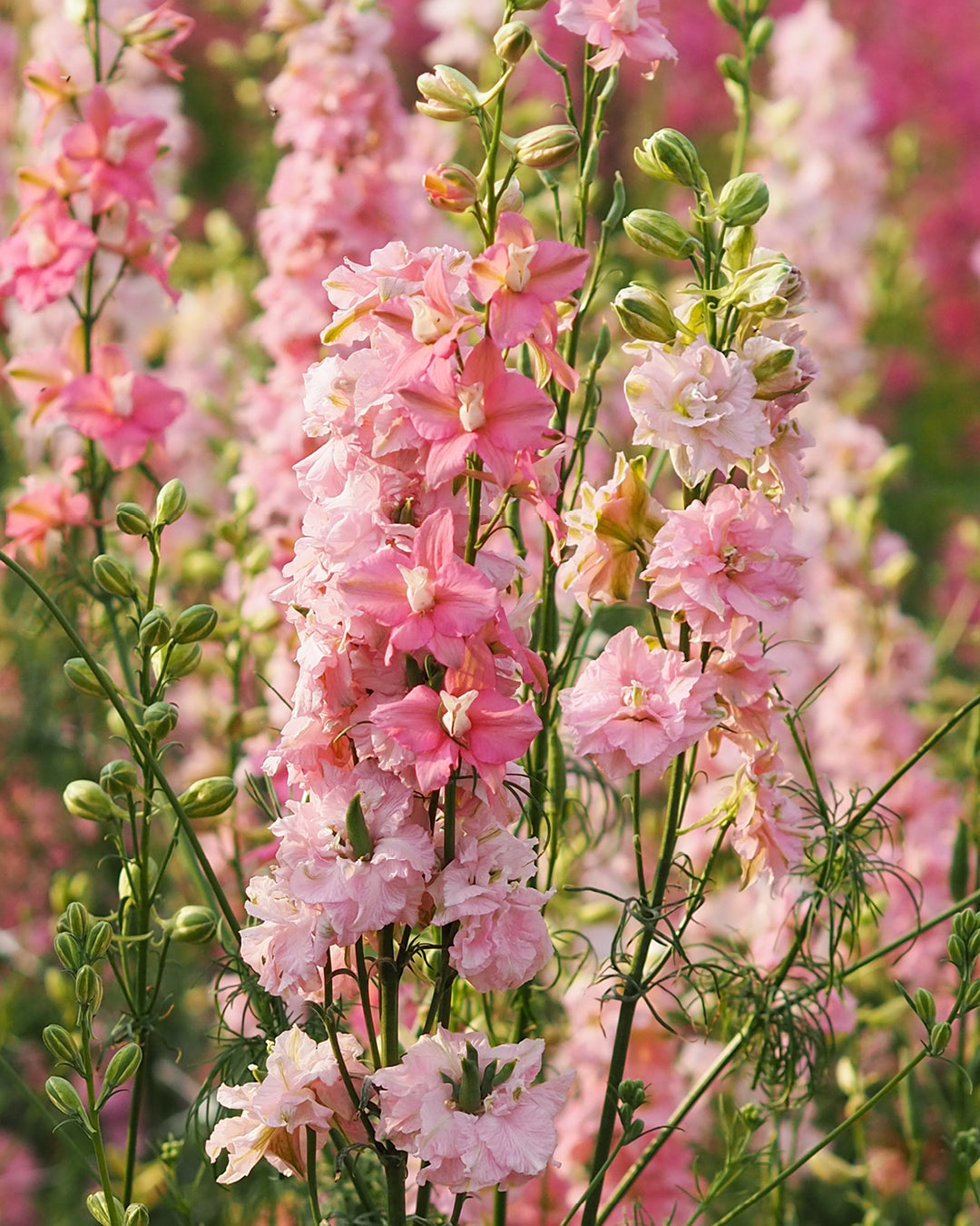 Bluehende Pflanze Feldrittersporn - Delphinium consolida `QIS Light Pink` aus der Gartenzauber-Saatgutserie