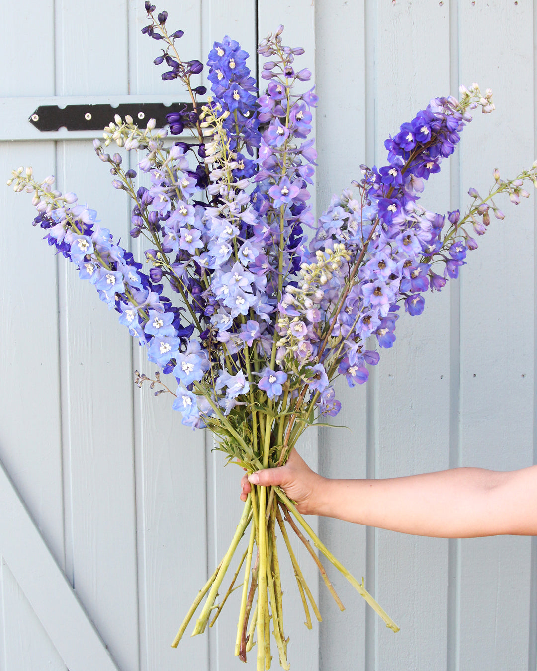 Bluehende Pflanze Rittersporn 'Magic Fountains' Crystal Mix Delphinium elatum aus der Gartenzauber-Saatgutserie