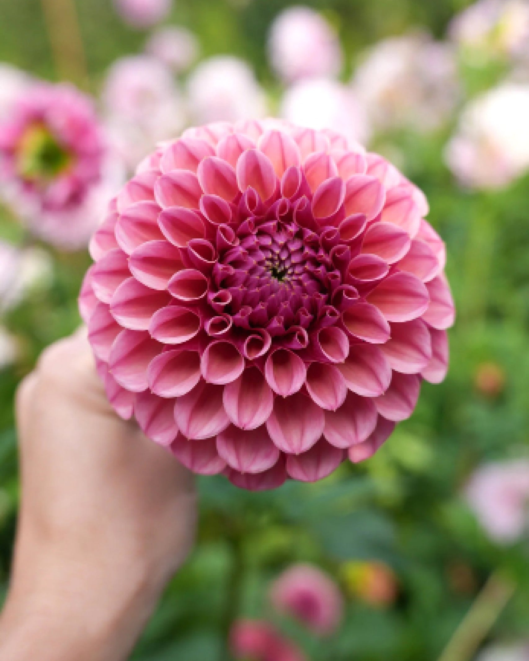 Einzelblüte der Dahlie RM Berry Kiss in beerigem Pink mit zartem Farbverlauf – Gartenzauber