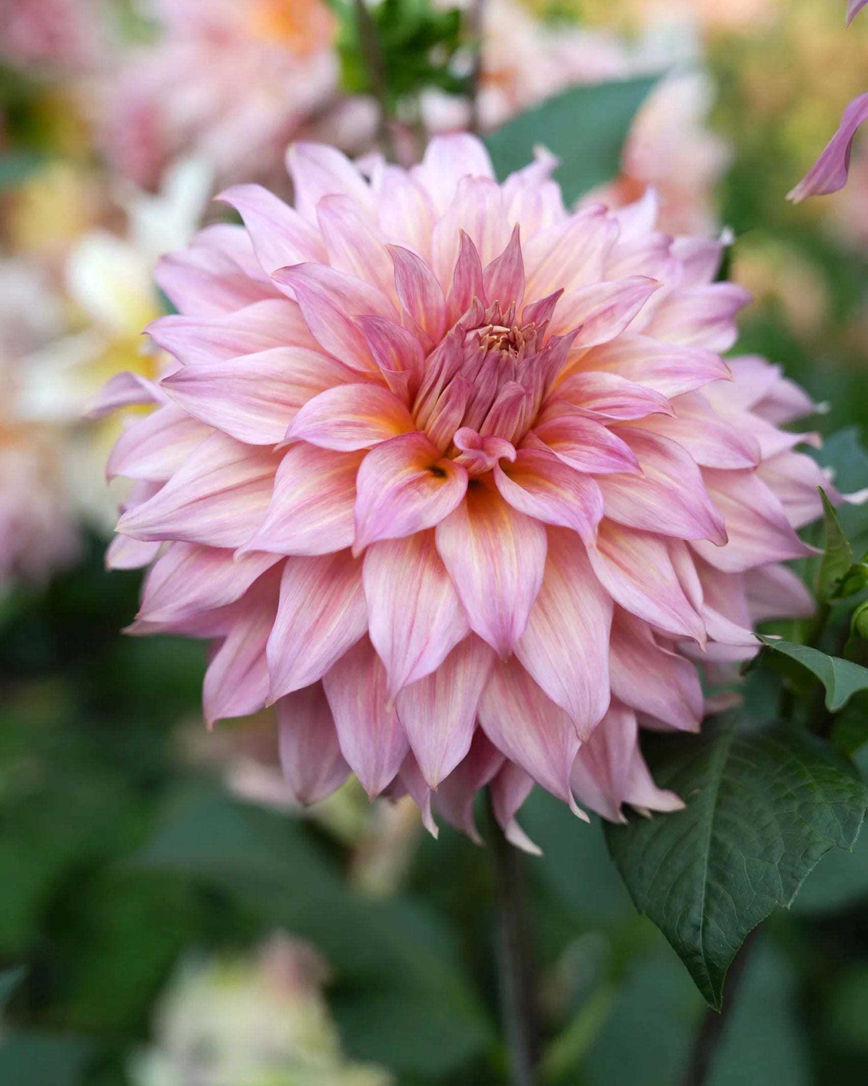 Einzelblüte der Dahlie RM Gigi in zartem Rosé mit warmem Apricot-Schimmer – Gartenzauber