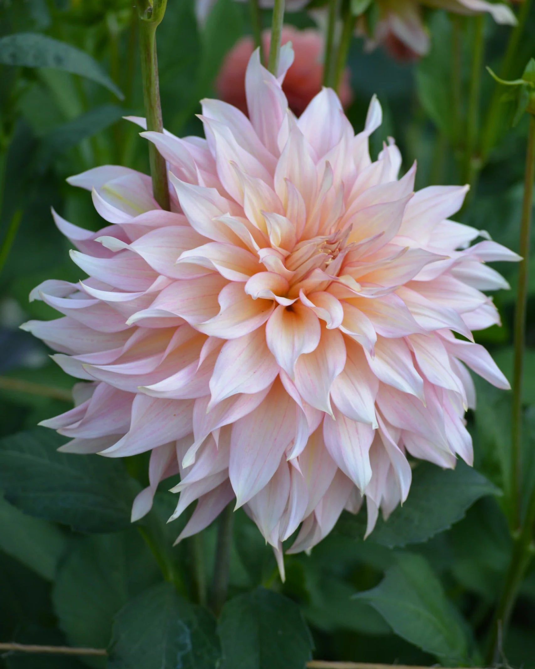 Dahlie RM Gigi mit weich fallenden Blütenblättern in Rosé- und Pfirsichtönen – Gartenzauber