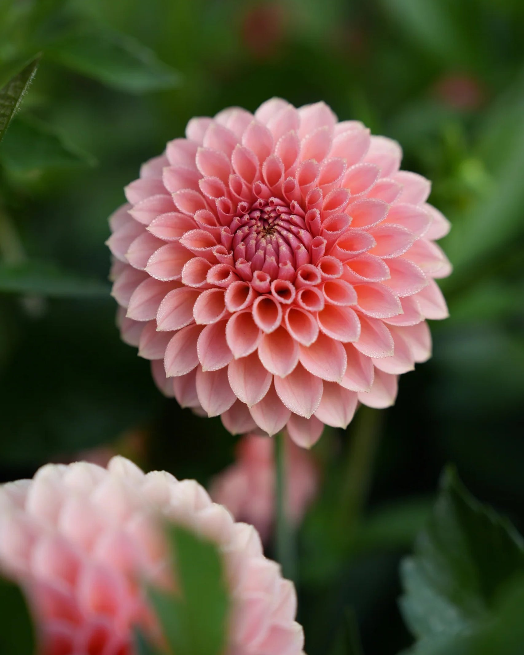 Einzelblüte der Dahlie RM Lure in zartem Rosé mit feinem Apricot-Schimmer – Gartenzauber