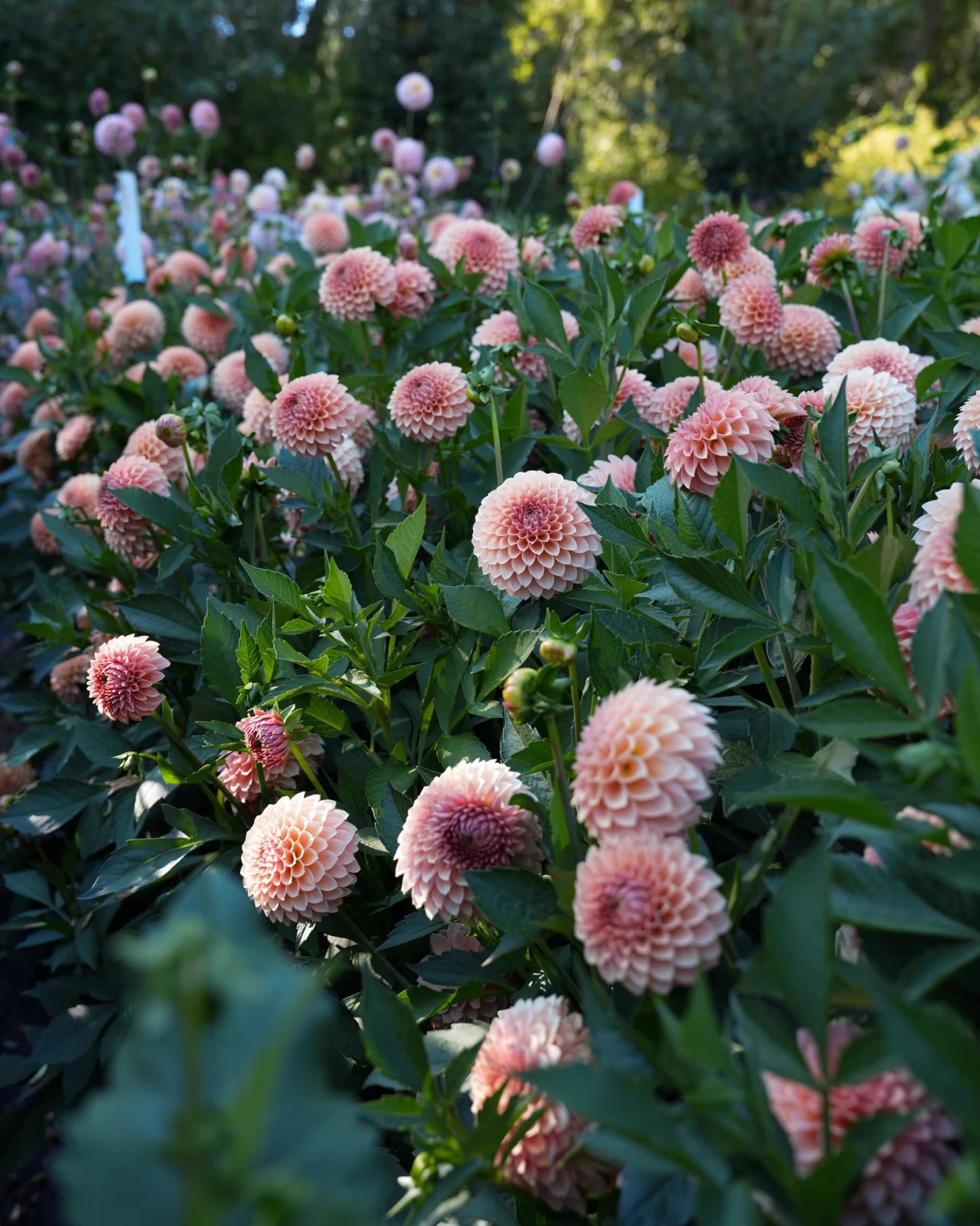 Beet mit Dahlien RM Lure in sanften Rosé- und Apricottönen – Gartenzauber