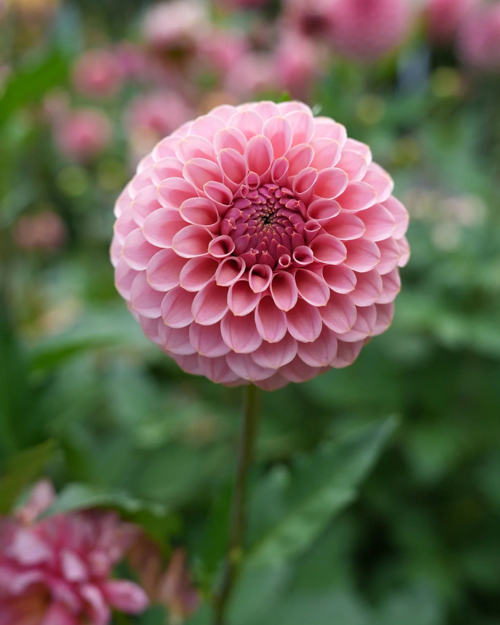 Einzelblüte der Dahlie RM Mauvelous in zartem Mauve-Rosé mit fein aufgebauter Blüte – Gartenzauber