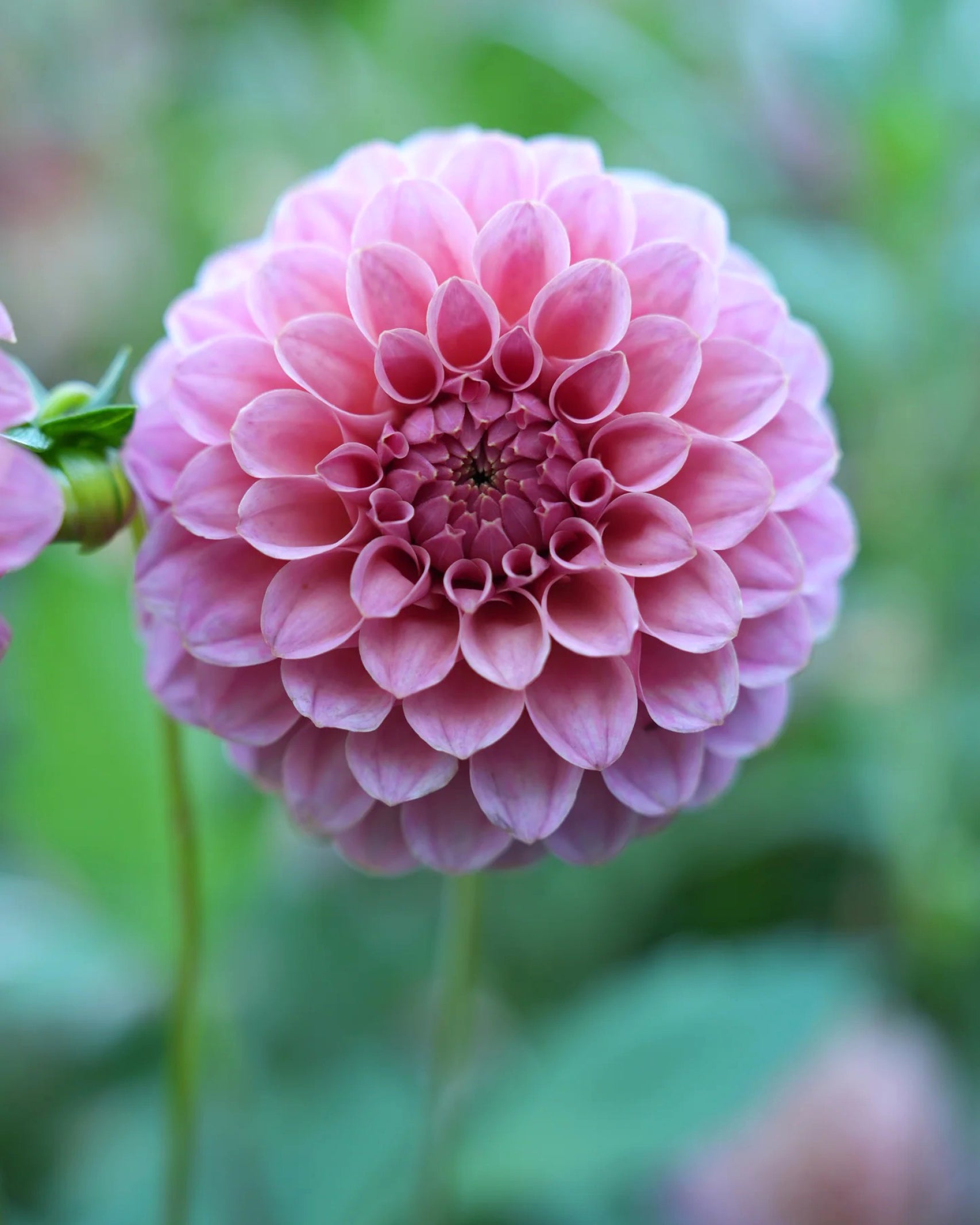 Dahlie RM Mauvelous mit gleichmäßiger Kugelblüte in sanftem Rosé-Mauve – Gartenzauber