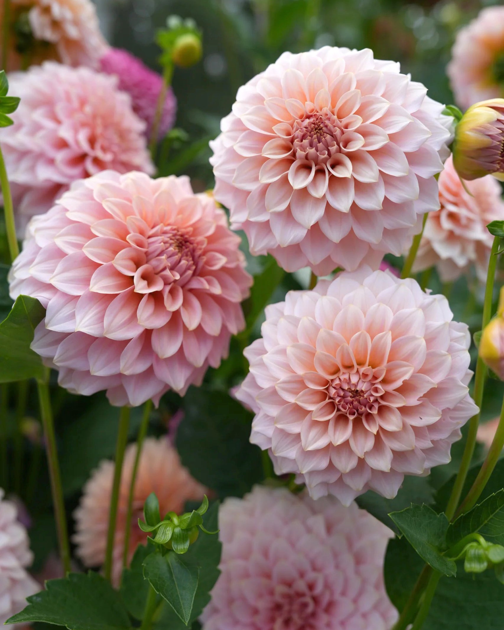 Dahlien RM Peachy Pink im Beet mit sanften Pfirsich- und Rosétönen – Gartenzauber