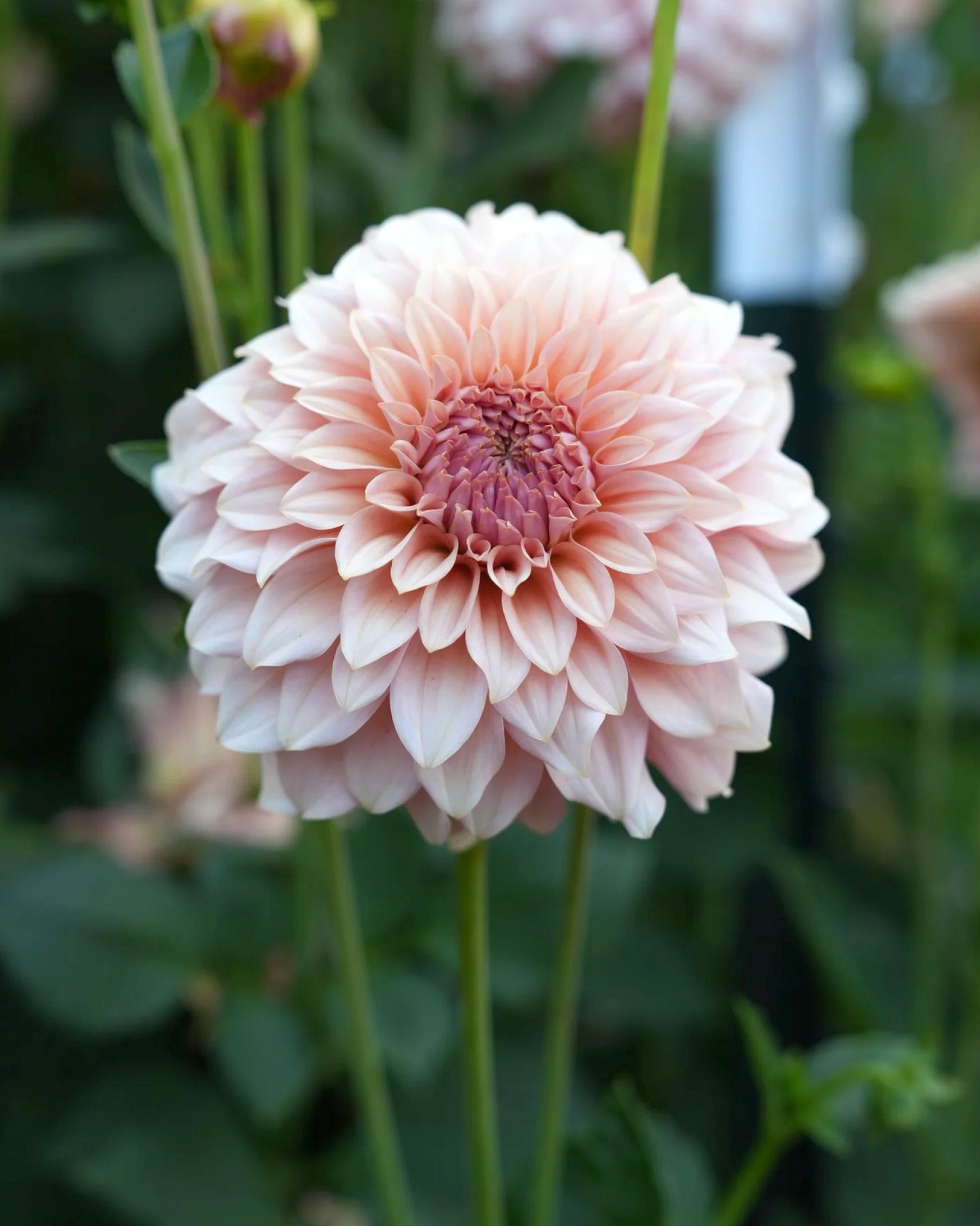Einzelblüte der Dahlie RM Peachy Pink in zartem Peach mit roséfarbener Mitte – Gartenzauber