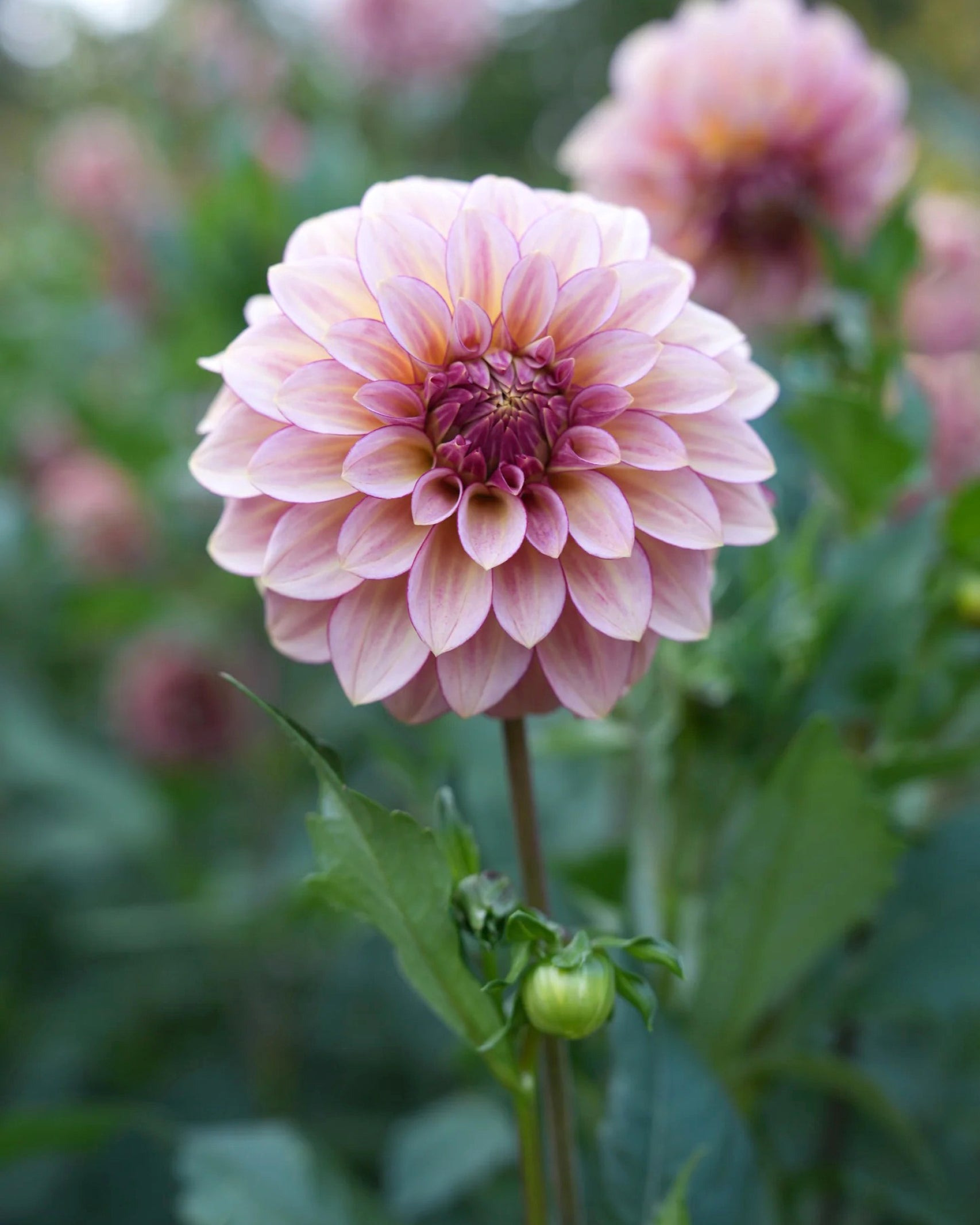 Einzelblüte der Dahlie RM Raspberry Twinkle in zartem Rosé mit himbeerfarbener Mitte – Gartenzauber