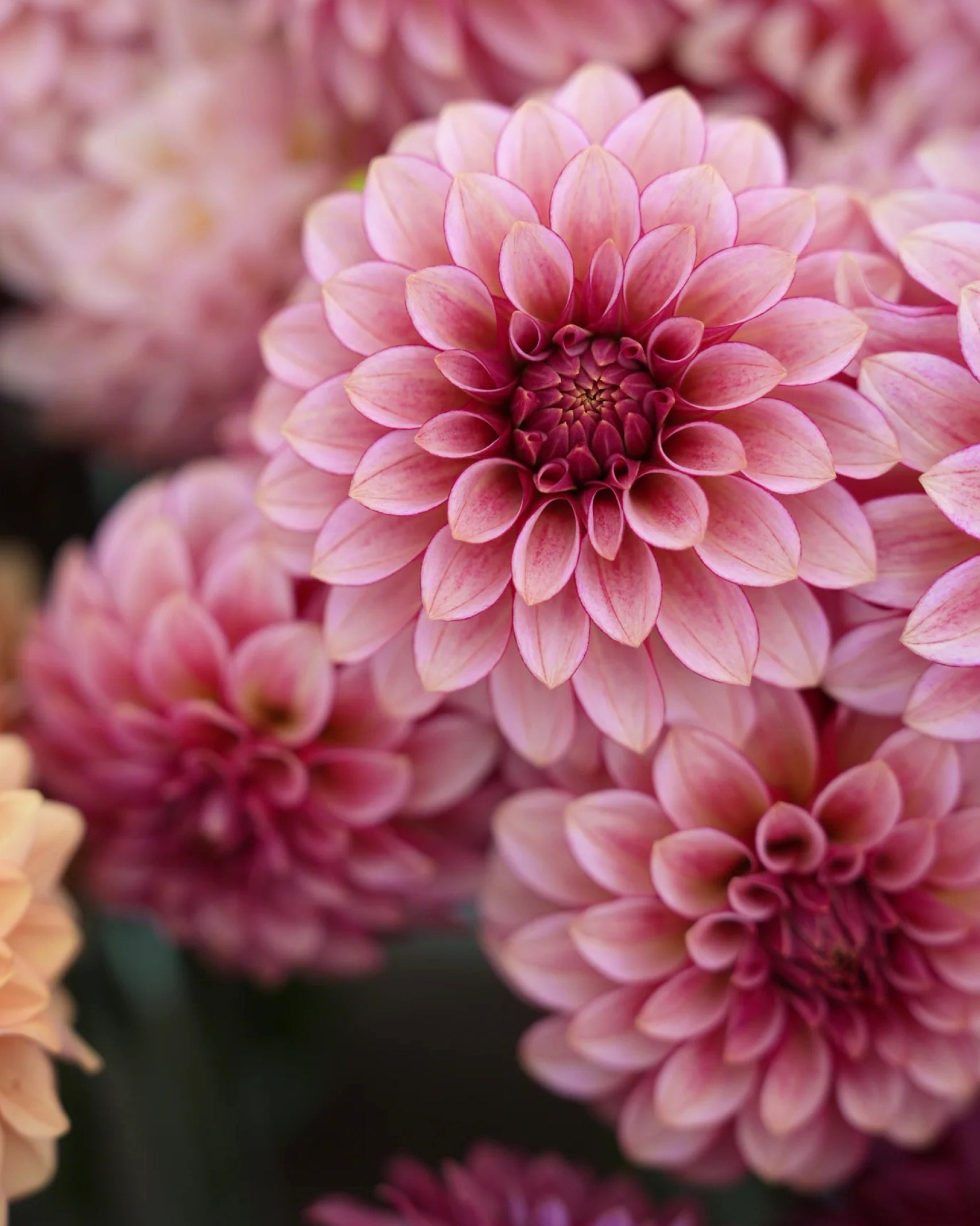 Dahlien RM Raspberry Twinkle mit Roséblüten und himbeerfarbenen Akzenten – Gartenzauber