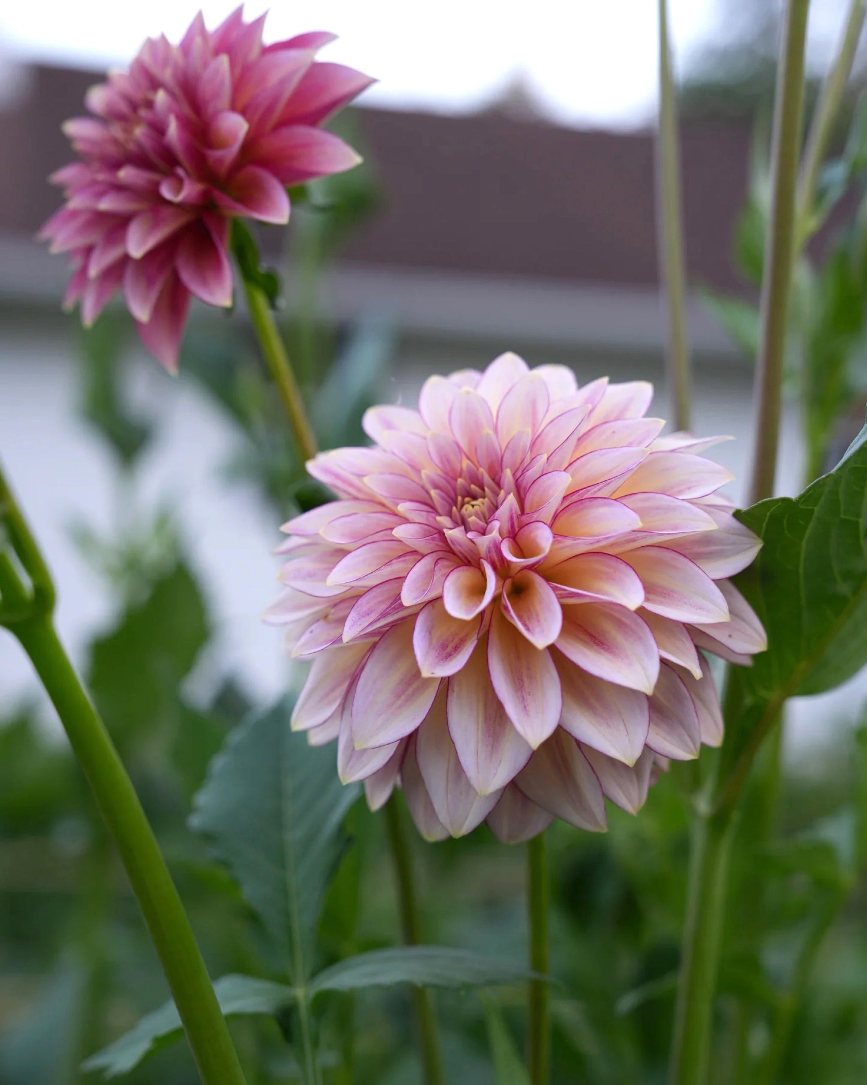Dahlie RM Raspberry Twinkle mit weichem Farbverlauf in Rosé und Himbeer – Gartenzauber