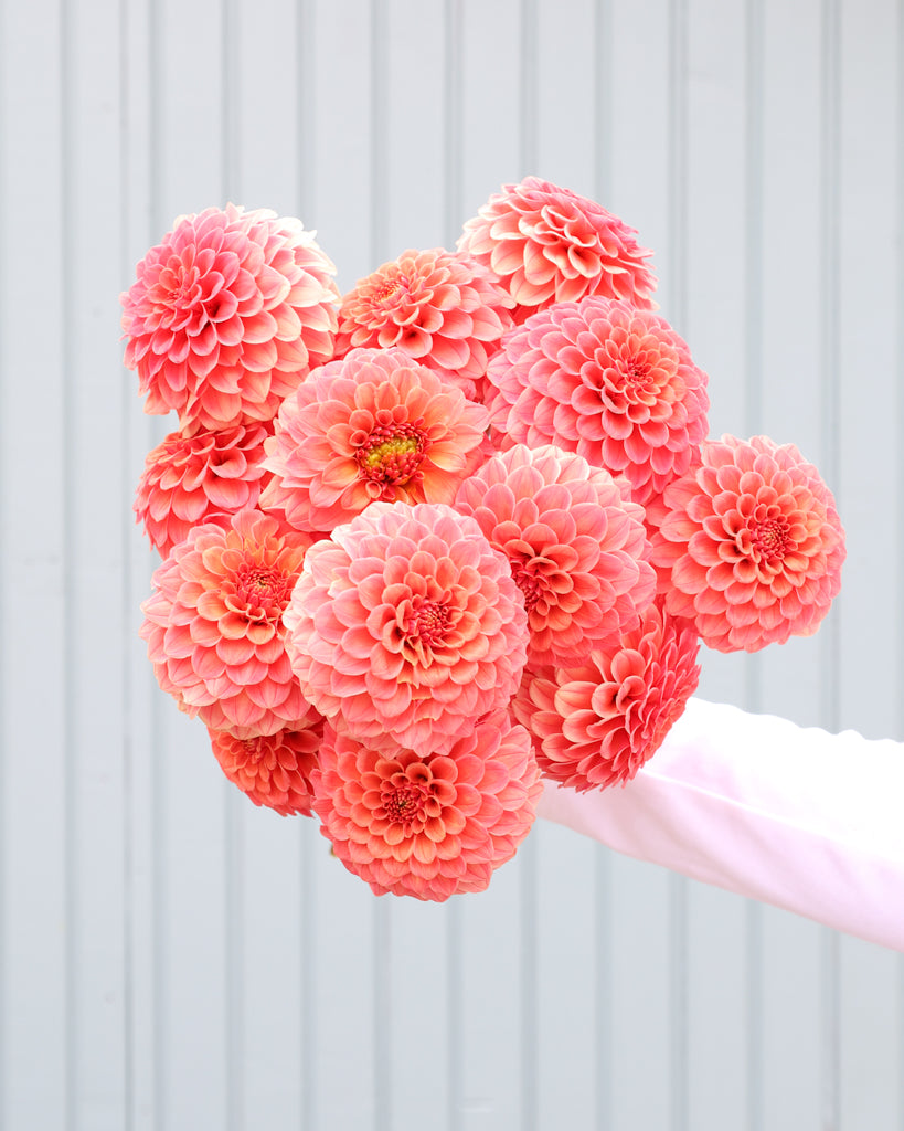 Ein Dahlienstrauß der Sorte Rose Toscano vor einem hellblauen Hintergrund.