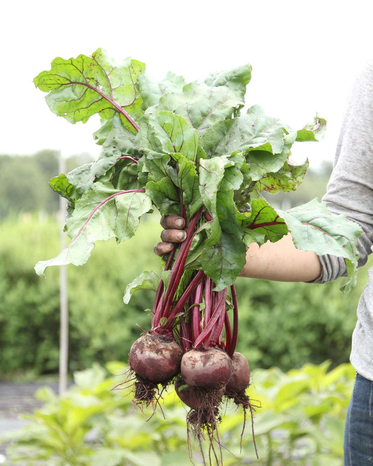 Rote Bete 'Robuschka' Saatgut online kaufen