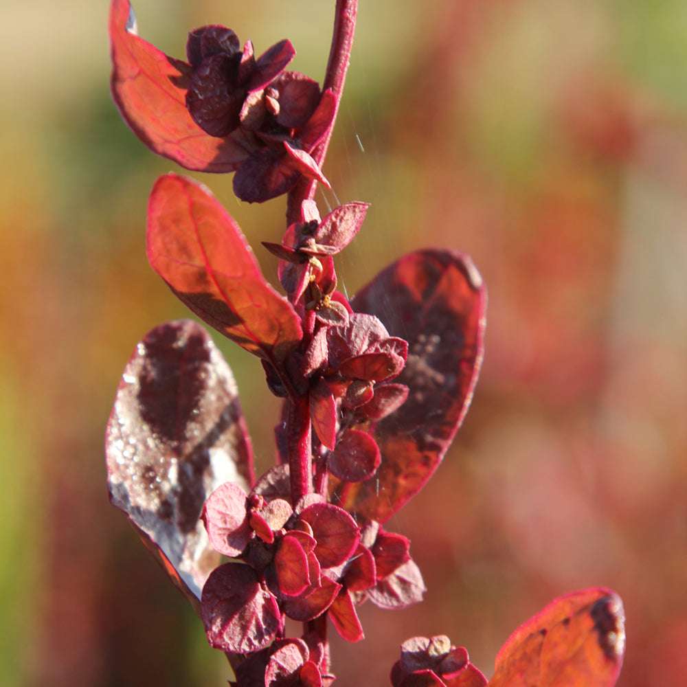 Gartenmelde 'Red Plume' Saatgut – Gemüse & Zierpflanze