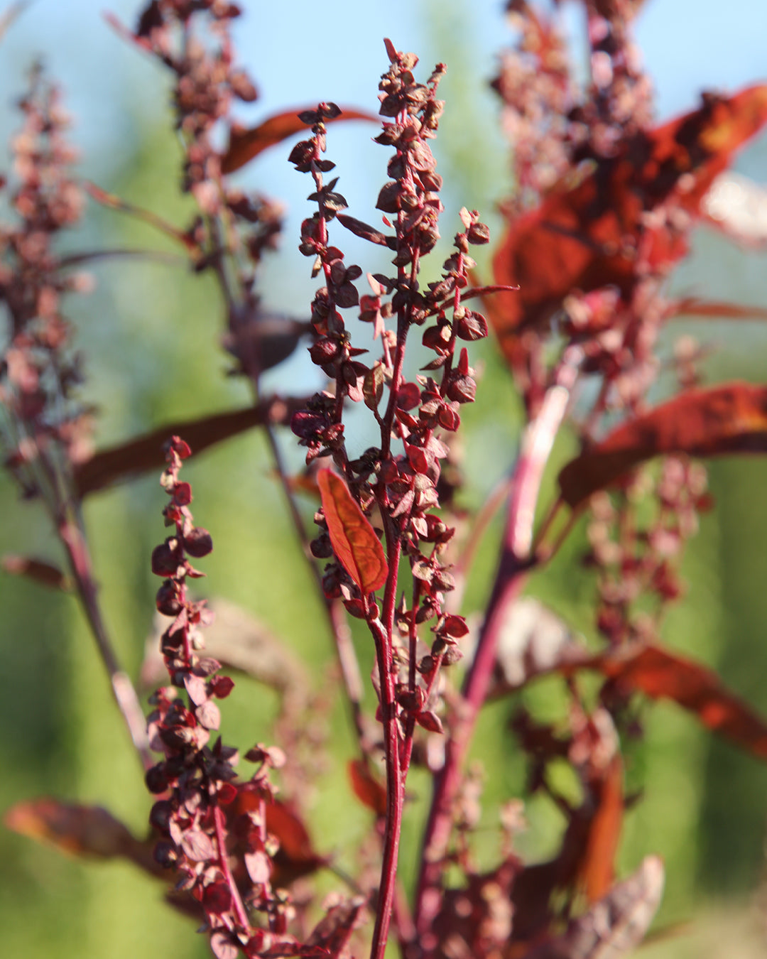 Bluehende Pflanze Gartenmelde ‘Red Plume‘ Artiplex hortensis aus der Gartenzauber-Saatgutserie.