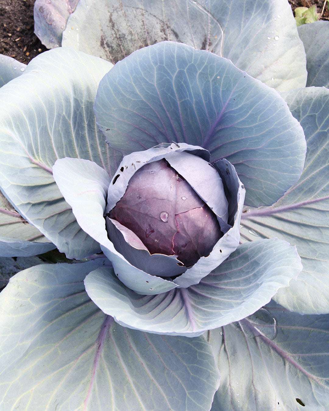 Gemuese Pflanze Rotkohl ‘Rodynda’
