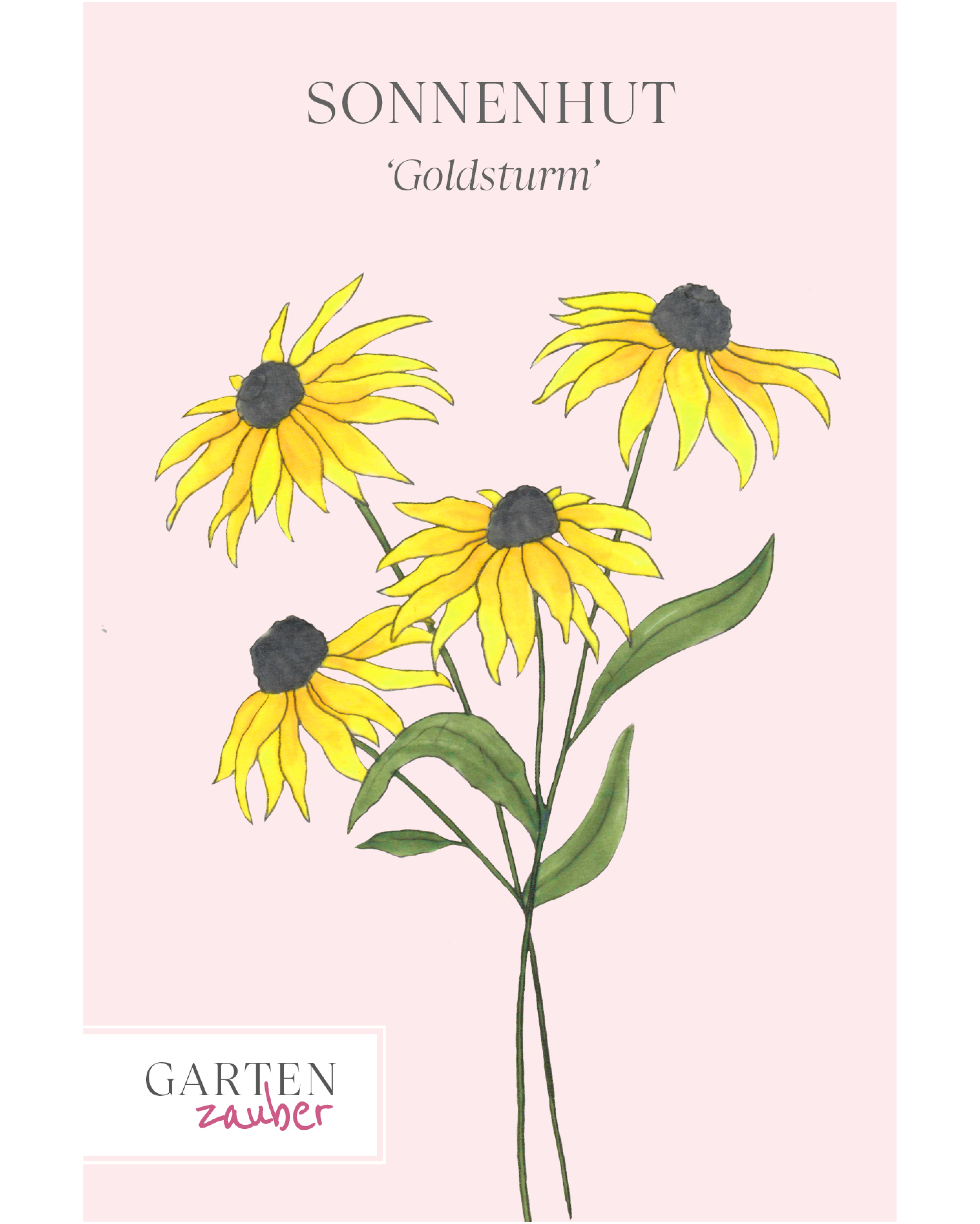 Vorderseite der Saatguttüte Sonnenhut ‘Goldsturm’ – Rudbeckia fulgida var. sullivantii mit handgezeichneter Illustration der sonnengelben, sattgelben Blüten mit dunkler Mitte aus der Gartenzauber-Saatgutserie.