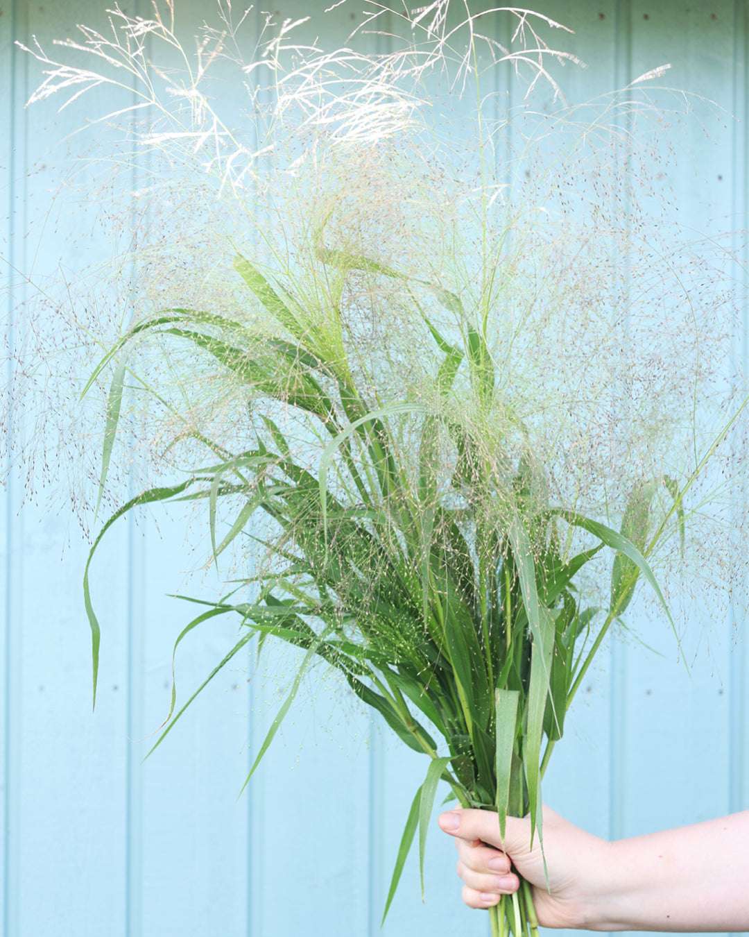 Bluehende Pflanze Rutenhirse 'Fontaine' Panicum virgatum aus der Gartenzauber-Saatgutserie