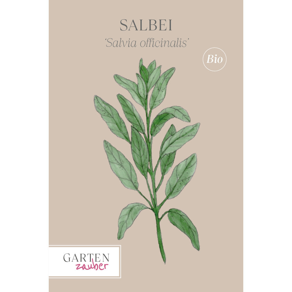 Buy sage 'Sage' – Gartenzauber