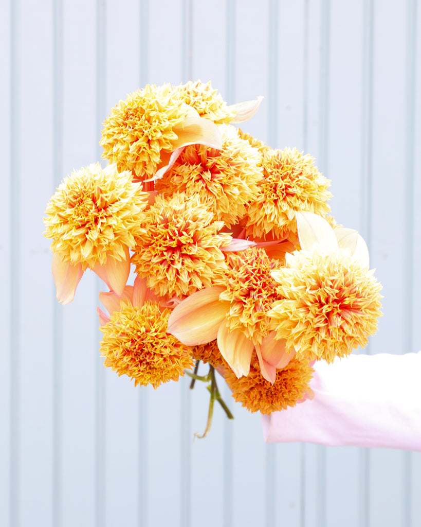 Ein Dahlienstrauß mit Blüten der Sorte Sandia Brocade vor einem hellblauen Hintergrund.