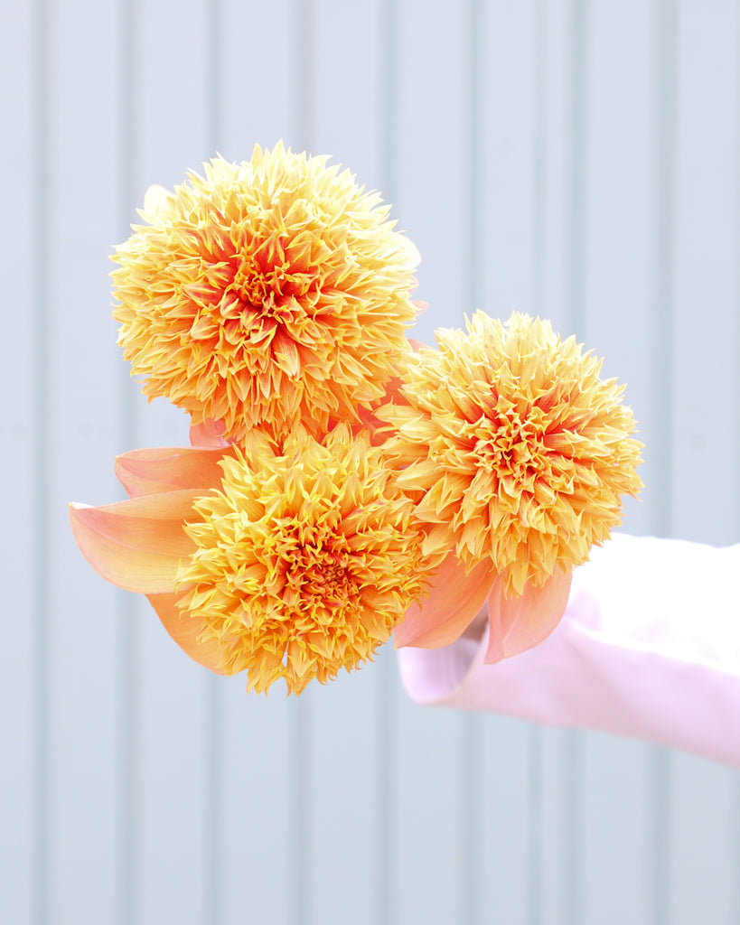 Dahlienblüten der Sorte Sandia Brocade vor einem hellblauen Hintergrund.
