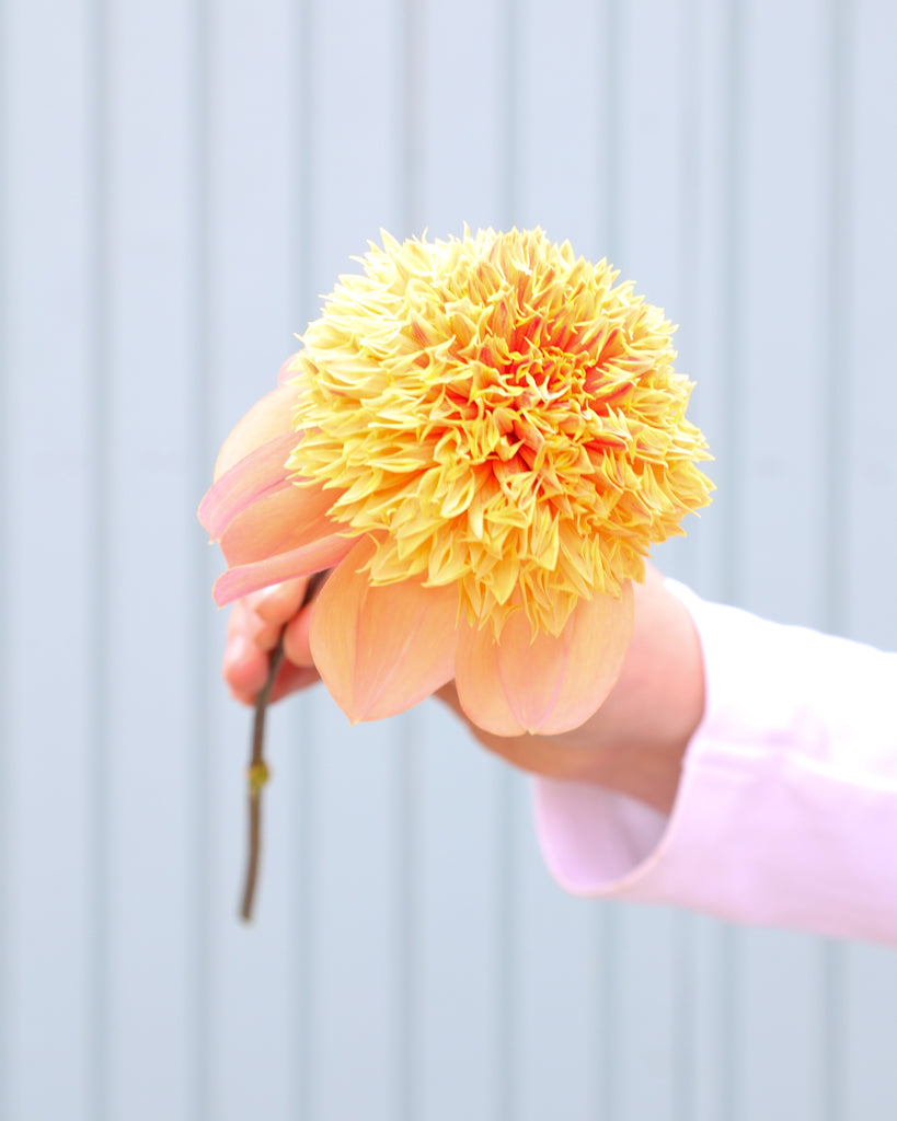 Eine Dahlienblüte der Sorte Sandia Brocade vor einem hellblauen Hintergrund.