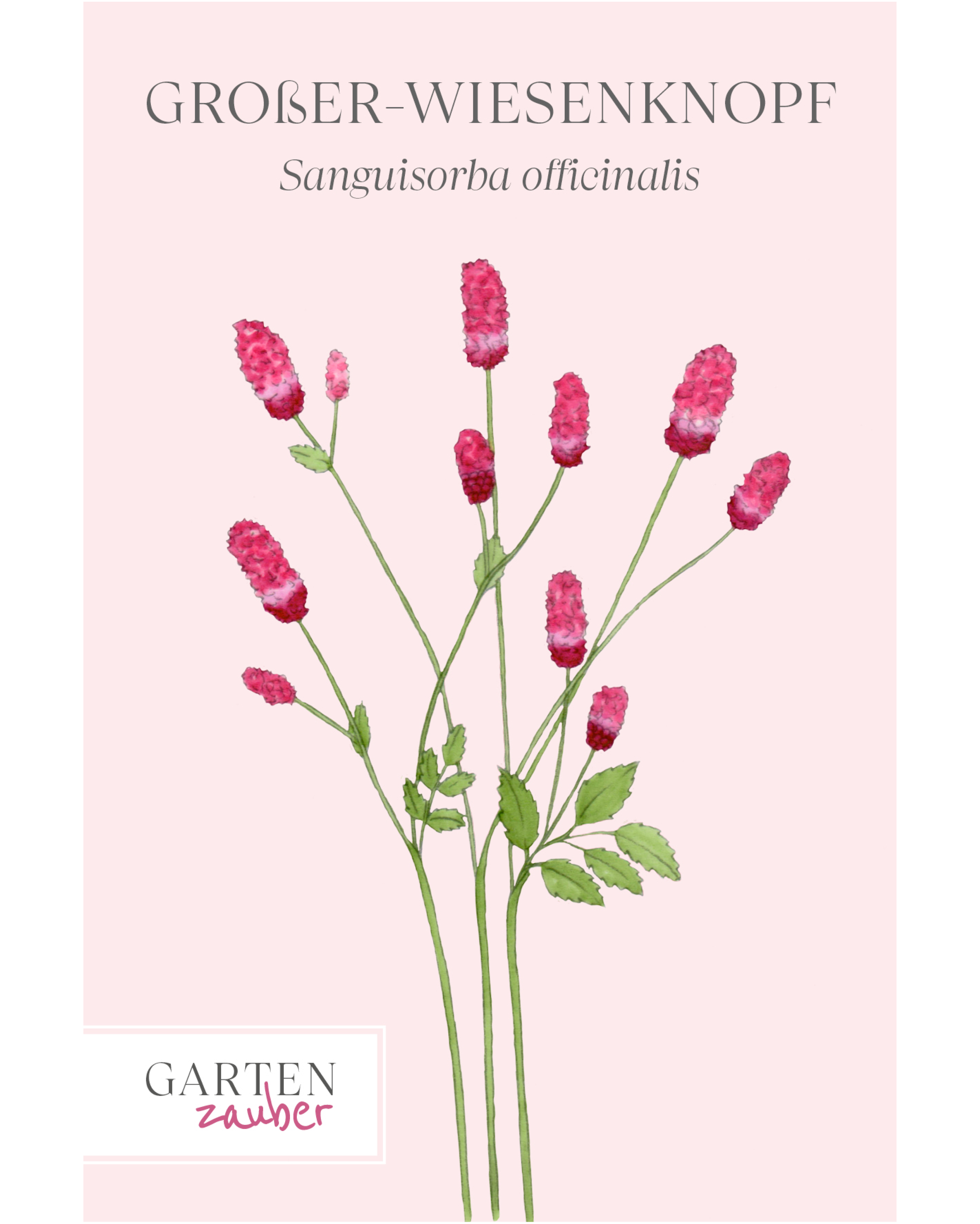 Vorderseite der Saatguttüte Großer Wiesenknopf – Sanguisorba officinalis mit handgezeichneter Illustration der schlanken, zylindrischen Blütenstände in Rubin- bis Purpurrot aus der Gartenzauber-Saatgutserie.