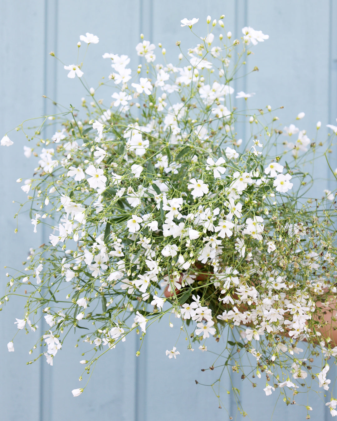 Blume Schleierkraut Gypsophila elegans 'Covent Garden' aus der Gartenzauber-Saatgutserie