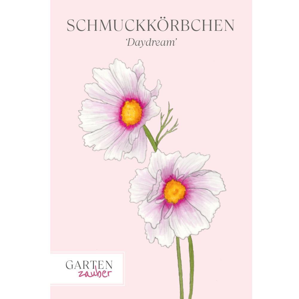 Cosmos O Girasol Morado [ Cosmos Bipinnatus ] CUIDADOS - Foto 8