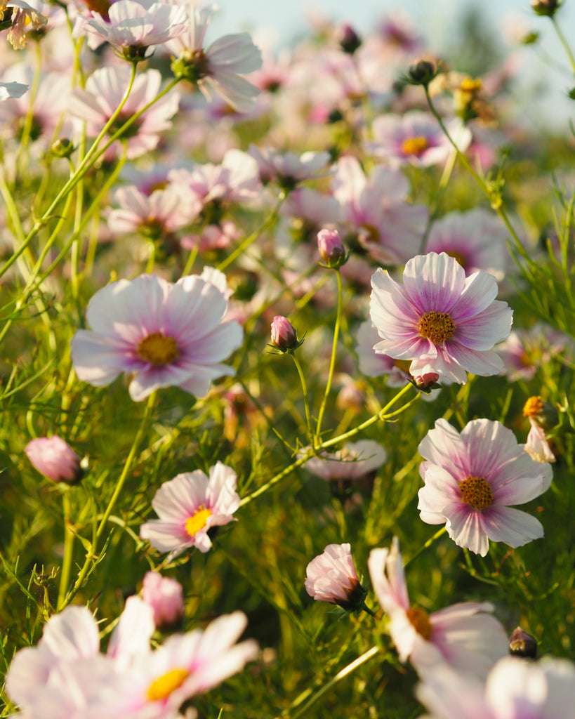Schmuckkörbchen 'Daydream' Saatgut – Sommerblume