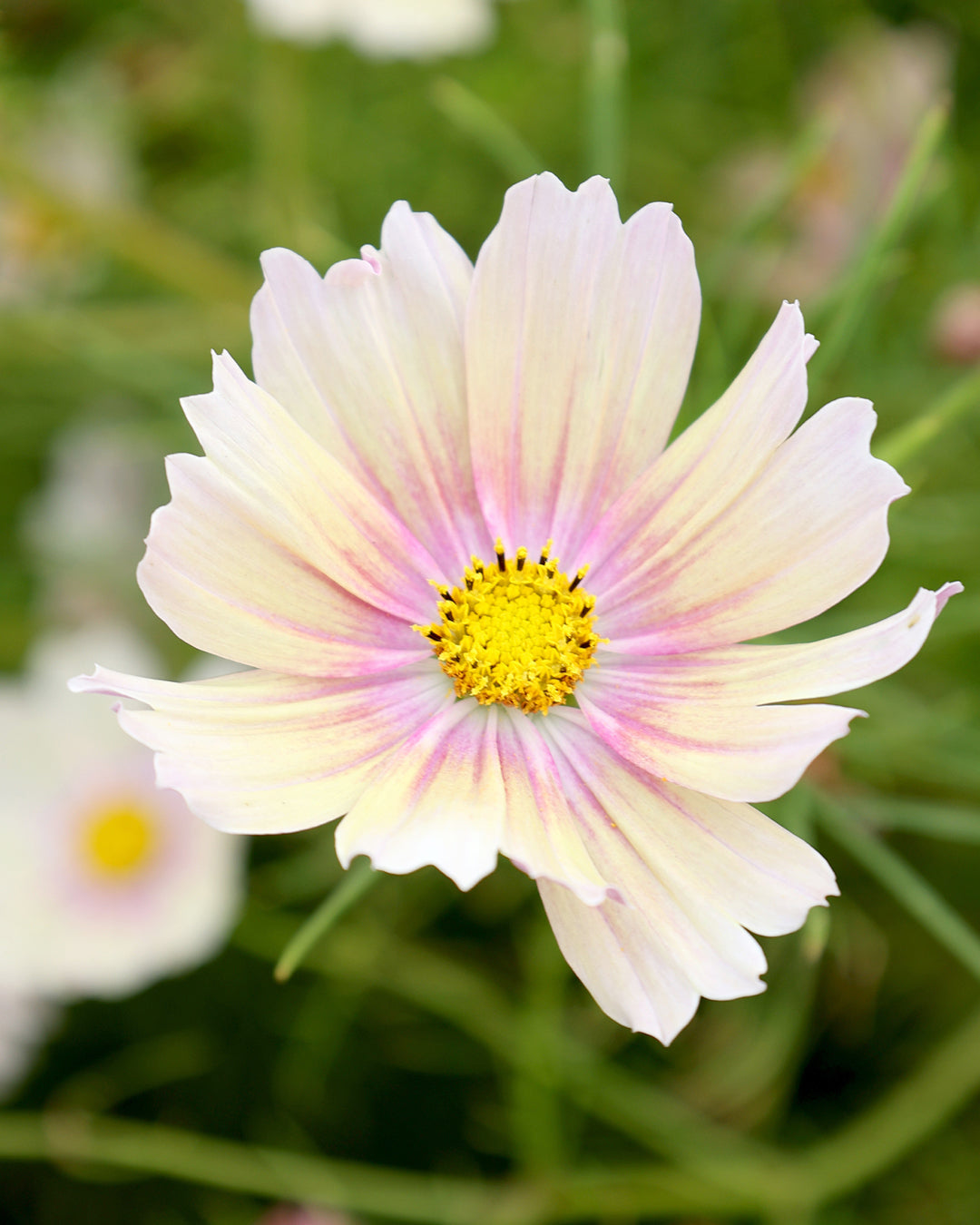 Blume Schmuckkörbchen Cosmea 'Apricot Lemonade' aus der Gartenzauber-Saatgutserie