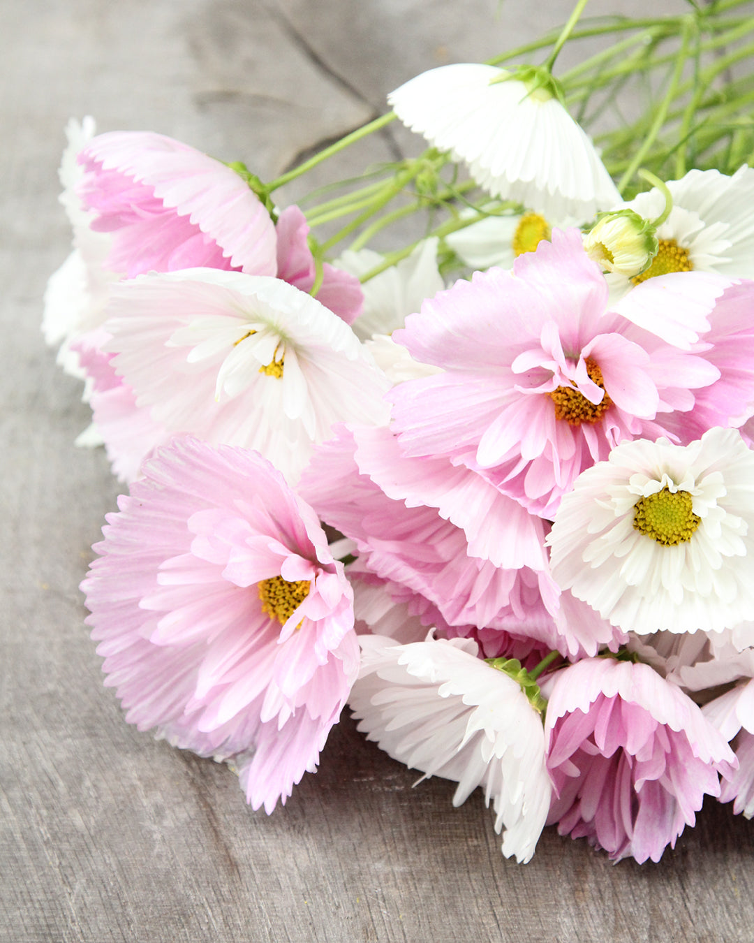 Bluehende Pflanze Schmuckkoerbchen - Cosmos bipinnatus `Cupcakes Blush`aus der Gartenzauber-Saatgutserie