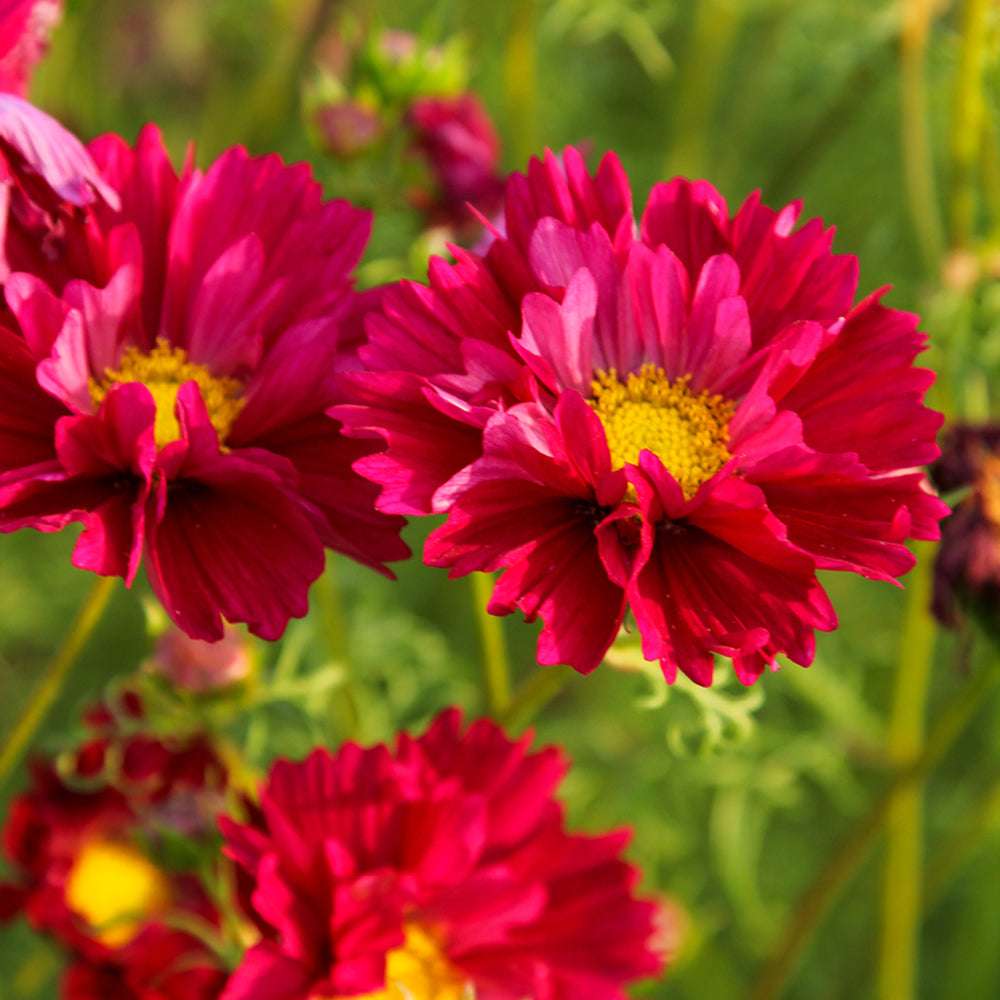 Mehrere Blüten des Schmuckkörbchens (Cosmos bipinnatus ‘Double Click Cranberries’) mit doppelten, gekräuselten Blüten in leuchtendem Beerenton blühend im Gartenbeet.