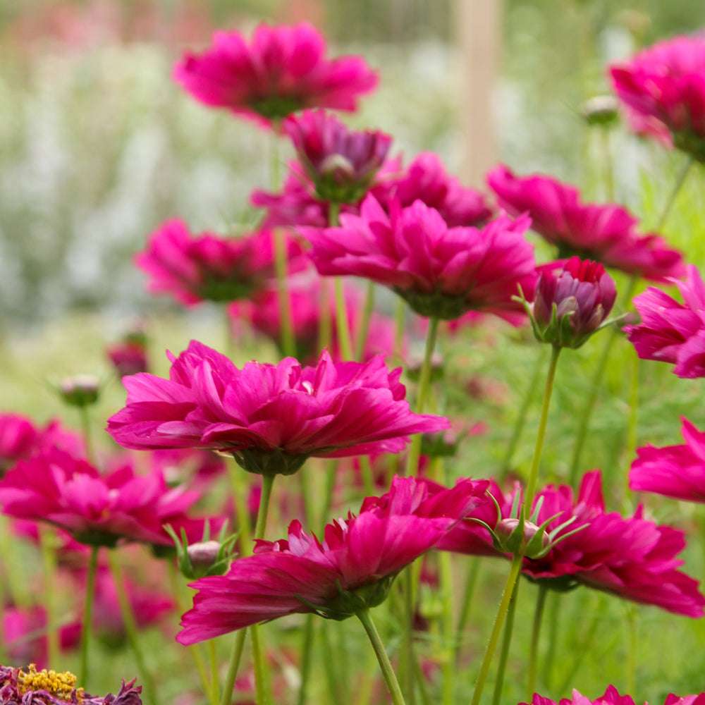 Mehrere Blüten des Schmuckkörbchens (Cosmos bipinnatus ‘Double Click Cranberries’) mit doppelten, gekräuselten Blüten in leuchtendem Beerenton blühend im Gartenbeet.
