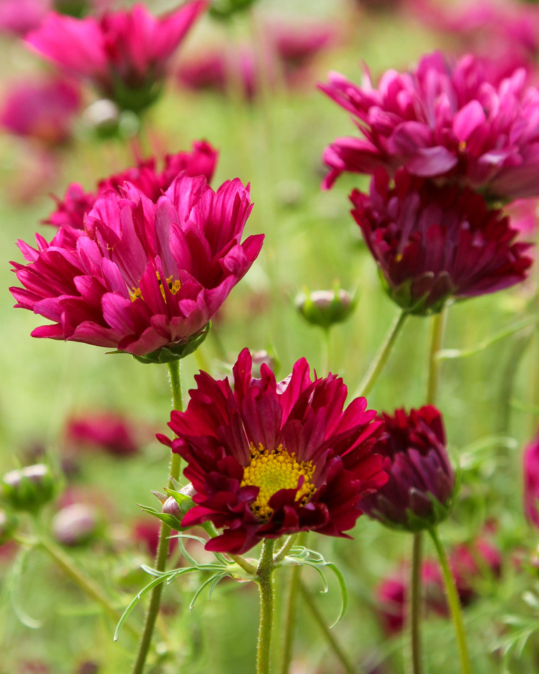 Bluehende Pflanze Schmuckkoerbchen - Cosmos bipinnatus `Double Click Cranberries` aus der Gartenzauber-Saatgutserie