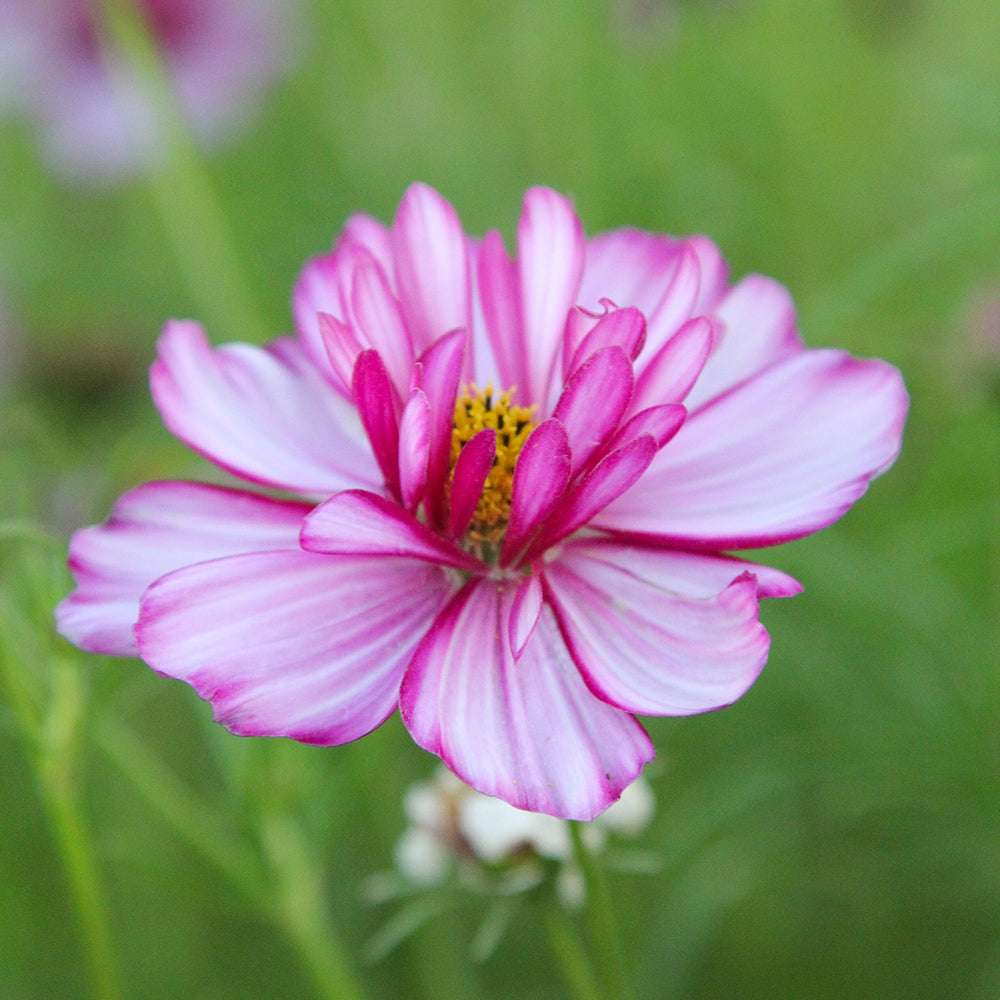 Nahaufnahme einer halbgefüllten Blüte des Schmuckkörbchens (Cosmos bipinnatus ‘Fizzy Rose Picotee’) in Weiß- und Pinktönen.