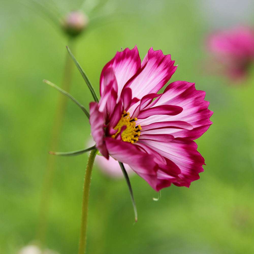 Nahaufnahme einer halbgefüllten Blüte des Schmuckkörbchens (Cosmos bipinnatus ‘Fizzy Rose Picotee’) in Weiß- und Pinktönen.