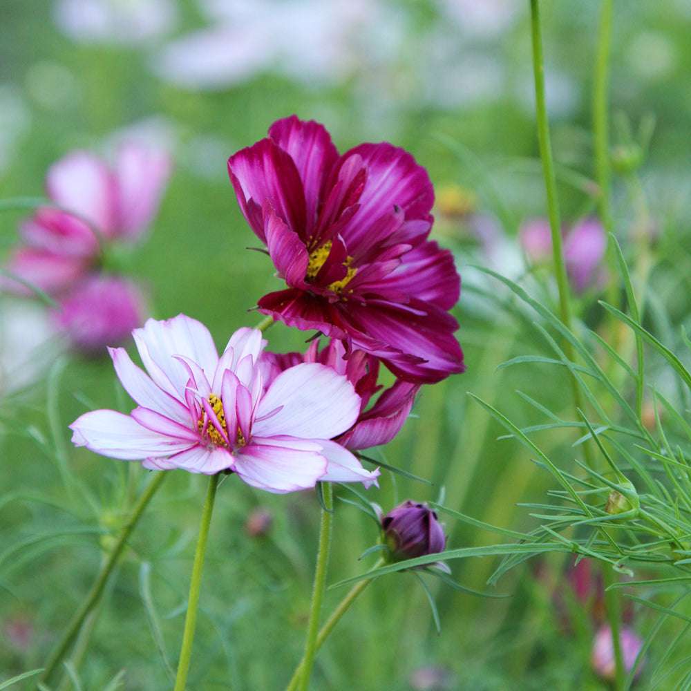 Mehrere halbgefüllte Blüten des Schmuckkörbchens (Cosmos bipinnatus ‘Fizzy Rose Picotee’) in Weiß- und Pinkfarben blühend im Gartenbeet.