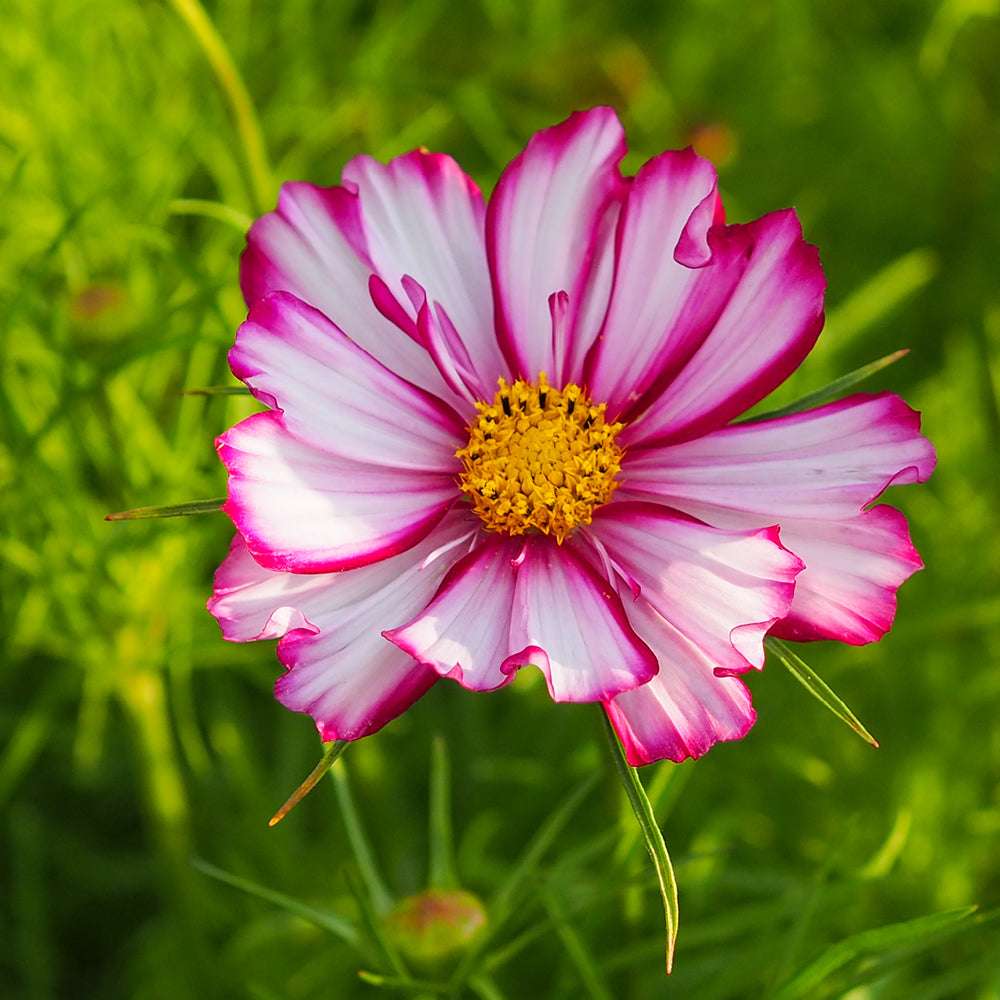 Detailaufnahme einer halbgefüllten Blüte des Schmuckkörbchens (Cosmos bipinnatus ‘Fizzy Rose Picotee’) in Weiß- und Pinkfarben.