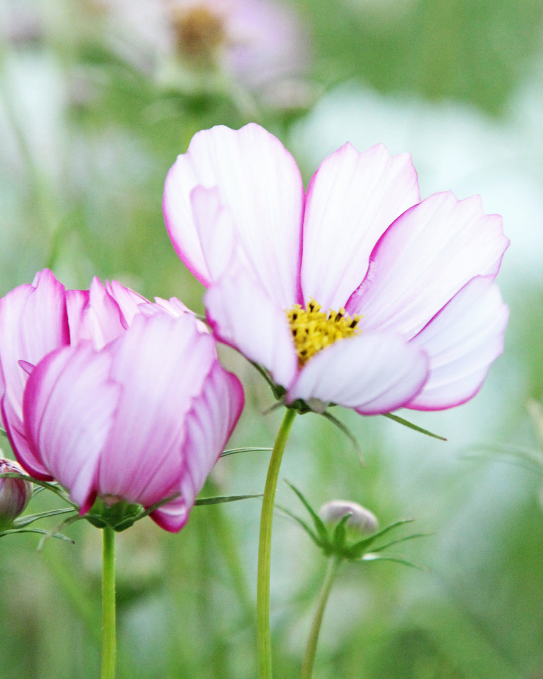 Bluehende Pflanze Schmuckkoerbchen - Cosmos bipinnatus `Fizzy Rose Picotee` aus der Gartenzauber-Saatgutserie