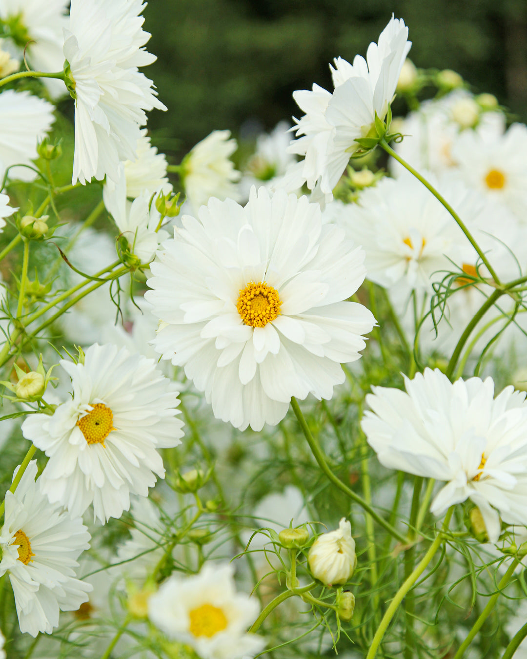 Bluehende Pflanze Schmuckkoerbchen - Cosmos bipinnatus `Fizzy White` aus der Gartenzauber-Saatgutserie