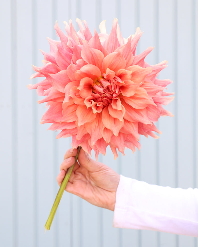 Eine Dahlienbluete der Sorte Sierra Glow vor einem hellblauen Hintergrund.