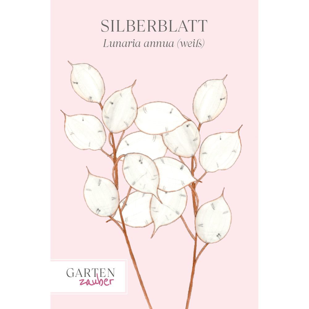Vorderseite der Saatguttüte Silberblatt ‘Weiß’ – Lunaria annua mit handgezeichneter Illustration der charakteristisch silbrig schimmernden Samenstände aus der Gartenzauber-Saatgutserie.
