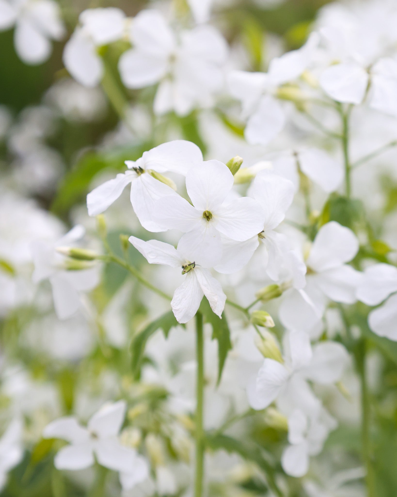 Nahaufnahme der weißen Blüten des Silberblatts (Lunaria annua ‘Weiß’)