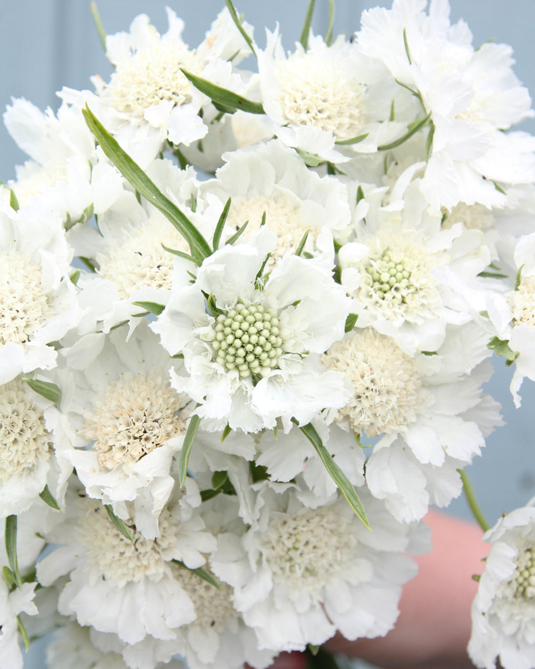 Bluehende Pflanze Skabiose 'Perfecta Alba' Scabiosa caucasia aus der Gartenzauber-Saatgutserie