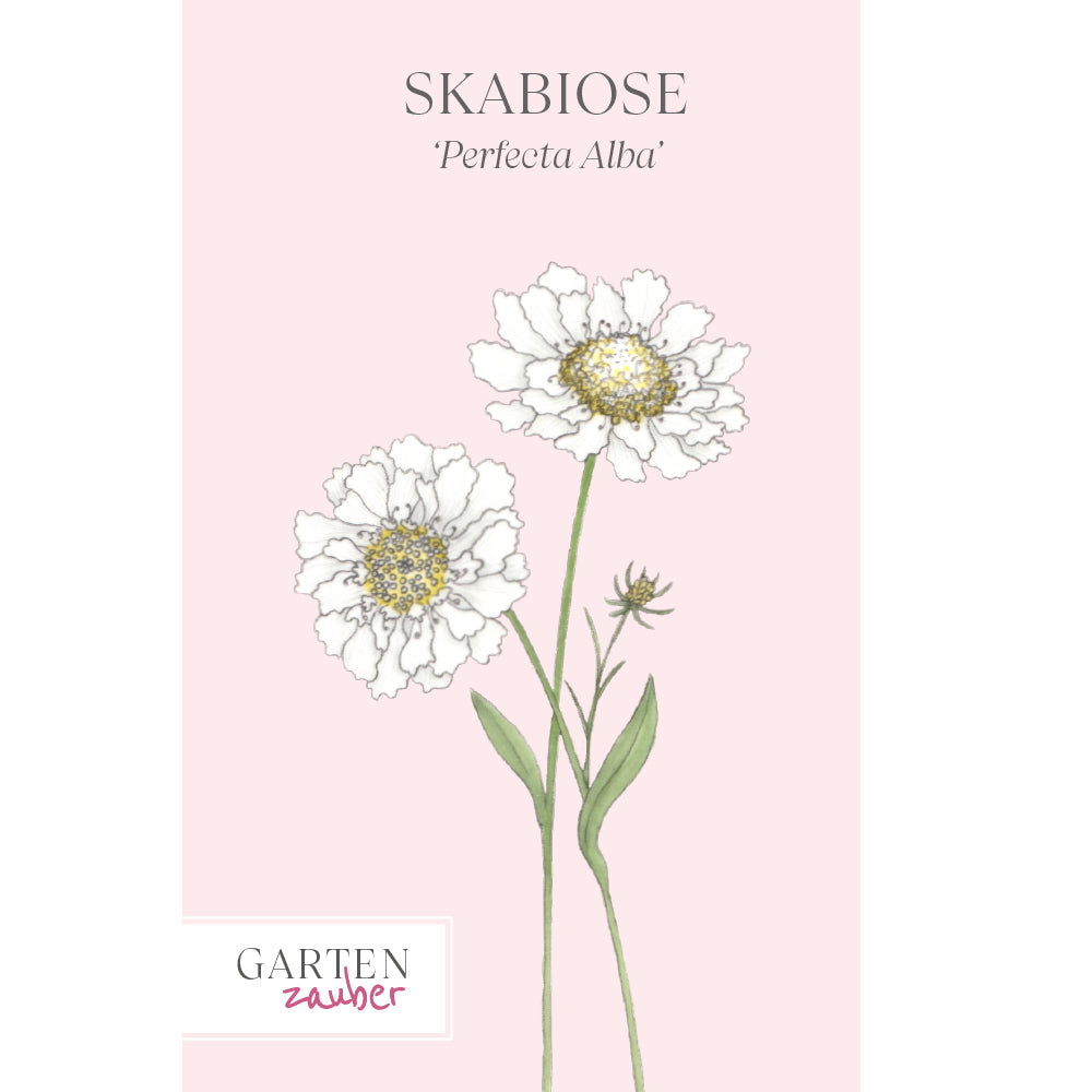 Vorderansicht Saatguttuete Skabiose 'Perfecta Alba' Scabiosa caucasia aus der Gartenzauber-Saatgutserie